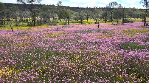 Coalseam -- Credit Glenda Blyth 1