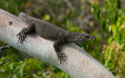 Wildlife at Thala Beach Nature Reserve