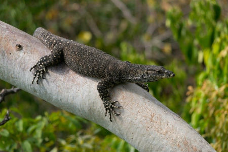 Wildlife at Thala Beach Nature Reserve