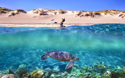 Underwater over water shot of turtle, Ningaloo Reef