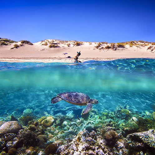 Underwater over water shot of turtle, Ningaloo Reef