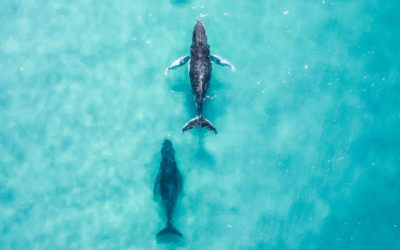 Aerial shot of whales headed north