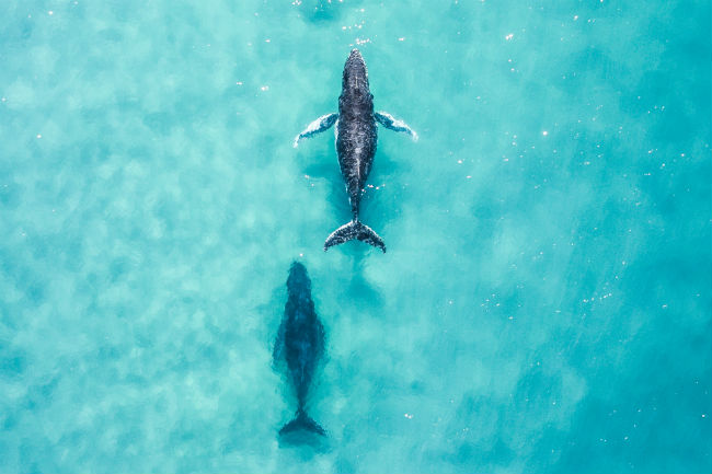 Aerial shot of whales headed north
