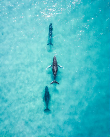 3 whales headed north as seen from above