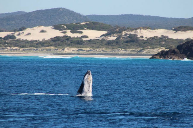 Humpback sighting at Tangalooma 2019 