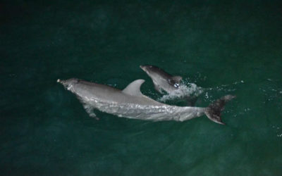 Tinkabell's new baby dolphin at Tangalooma Beach Resort