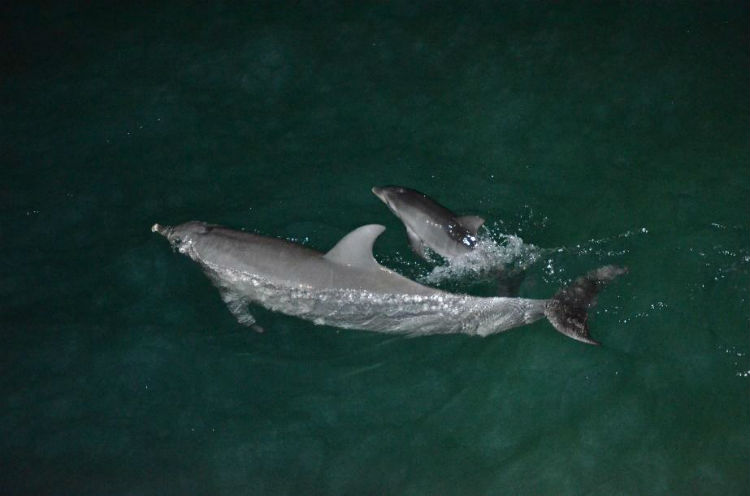 Tinkabell's new baby dolphin at Tangalooma Beach Resort