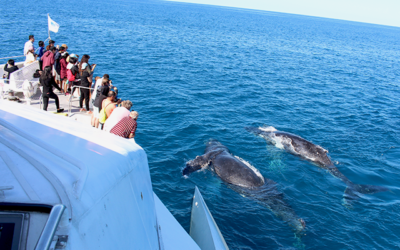 HumpbackHighway-Image