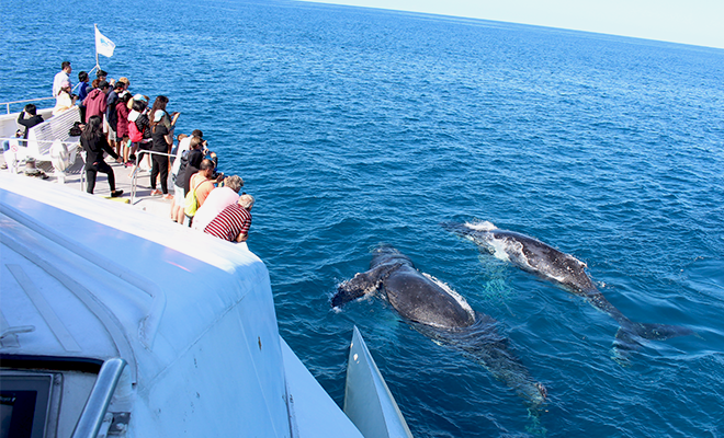Over 750 humpback whale sightings in just 3 months at Tangalooma!