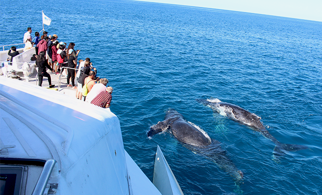 HumpbackHighway-Image