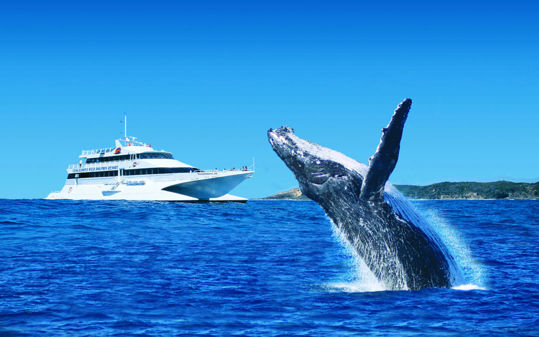 Another Incredible Whale Watching Season at Tangalooma Island