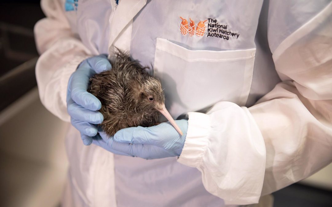 2000th Kiwi chick born at the National Kiwi Hatchery Aotearoa