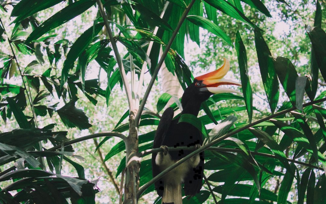 Bird Watching Activity at Rayavadee