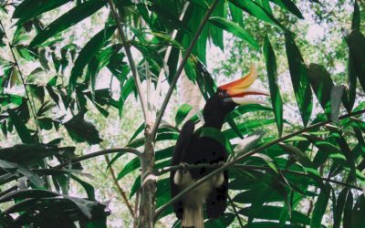 Bird Watching Activity at Rayavadee